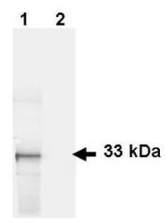 NB100-1771 - GFP